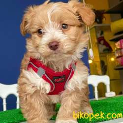 Ev Doğumlu, 2 Aylık Erkek Maltipoo Yavrum 3