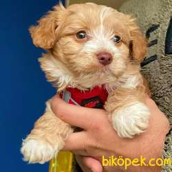 Ev Doğumlu, 2 Aylık Erkek Maltipoo Yavrum 1