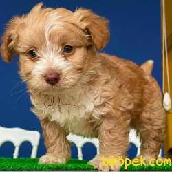 Ev Doğumlu, 2 Aylık Erkek Maltipoo Yavrum 4