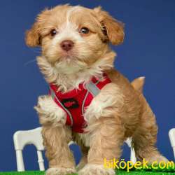 Ev Doğumlu, 2 Aylık Erkek Maltipoo Yavrum 2