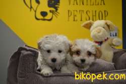 EV DOĞUMLU A KALİTE MALTİPOO BEBEKLERİMİZ 1