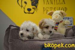 EV DOĞUMLU A KALİTE MALTİPOO BEBEKLERİMİZ 4
