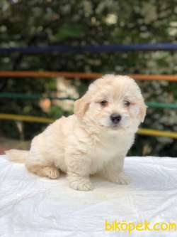 Ev Doğumlu Dişi-Erkek Maltipoo Yavrumuz 1