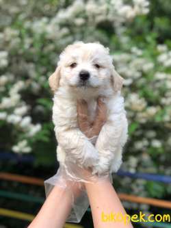 Ev Doğumlu Dişi-Erkek Maltipoo Yavrumuz 2
