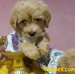 Ev Doğumlu Dişi Teacup Maltipoo Yavrumuz 5