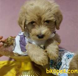 Ev Doğumlu Dişi Teacup Maltipoo Yavrumuz 3