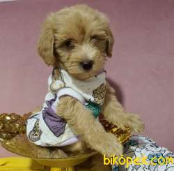 Ev Doğumlu Dişi Teacup Maltipoo Yavrumuz 2