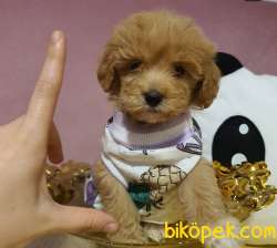 Ev Doğumlu Dişi Teacup Maltipoo Yavrumuz 1