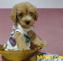 Ev Doğumlu Dişi Teacup Maltipoo Yavrumuz 4