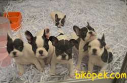 EV DOĞUMLU FRENCH BULLDOG BEBEKLERIMIZ 4
