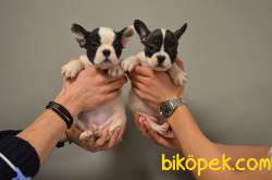 EV DOĞUMLU FRENCH BULLDOG BEBEKLERIMIZ 2
