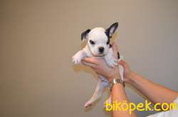 EV DOĞUMLU FRENCH BULLDOG BEBEKLERIMIZ 5
