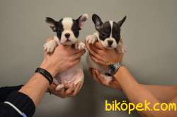 EV DOĞUMLU FRENCH BULLDOG BEBEKLERIMIZ 1