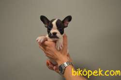 EV DOĞUMLU FRENCH BULLDOG BEBEKLERIMIZ 3