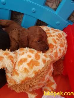 Ev Doğumlu Irk Garantili Redbroown Dişi Toy Poodle Sağlıklı Hijye 4