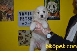 EV DOĞUMLU MALTİPOO Bebeklerimiz 4
