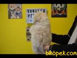 EV DOĞUMLU MALTİPOO Bebeklerimiz 5