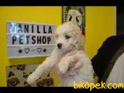 EV DOĞUMLU MALTİPOO Bebeklerimiz 3