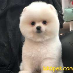 Ev Doğumlu Pomeranian BOO Yavrumuz 1
