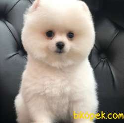 Ev Doğumlu Pomeranian BOO Yavrumuz 2