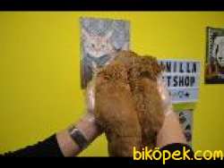 EV DOĞUMLU RUBY CAVALİER KİNG CHARLES 3