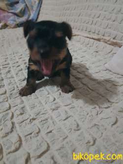 Ev Dogumlu Tek Erkek Yavru 1