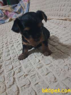 Ev Dogumlu Tek Erkek Yavru 5