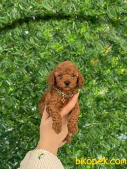 Ev Dogumu Orjinal Toy Poodle 1