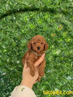 Ev Dogumu Orjinal Toy Poodle 2