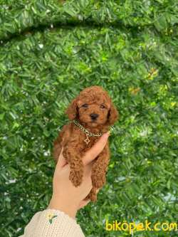 Ev Dogumu Orjinal Toy Poodle 3