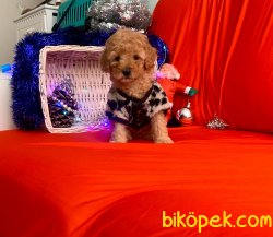 EV DOĞUMU POODLE YAVRULAR 1