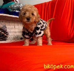 EV DOĞUMU POODLE YAVRULAR 4