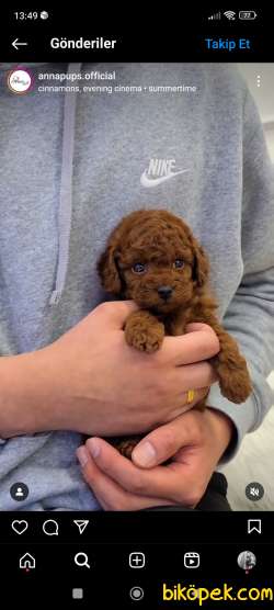 Ev Doğumu Toy Poodle Bebekler 2