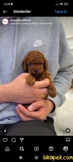 Ev Doğumu Toy Poodle Bebekler