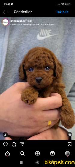 Ev Doğumu Toy Poodle Bebekler 3