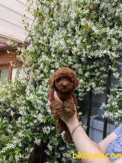 Ev Doğumu Toy Poodle Bebekler 2