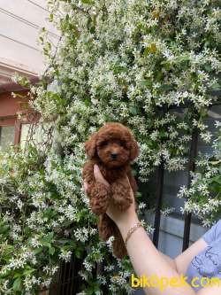 Ev Doğumu Toy Poodle Bebekler