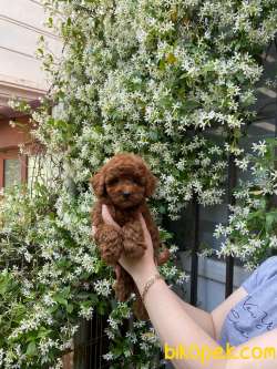 Ev Doğumu Toy Poodle Bebekler 3