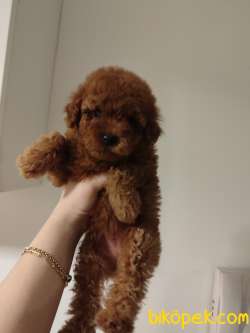 Ev Doğumu Toy Poodle Bebekler 3