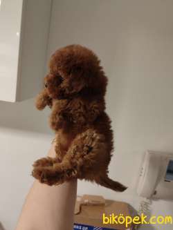 Ev Doğumu Toy Poodle Bebekler