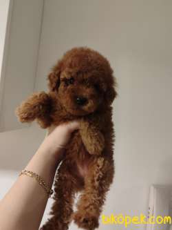 Ev Doğumu Toy Poodle Bebekler 2