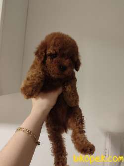 Ev Doğumu Toy Poodle Bebekler 4