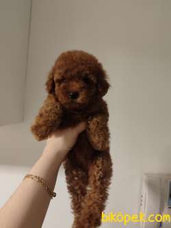 Ev Doğumu Toy Poodle Bebekler