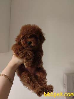 Ev Doğumu Toy Poodle Bebekler 2
