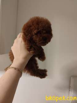 Ev Doğumu Toy Poodle Bebekler