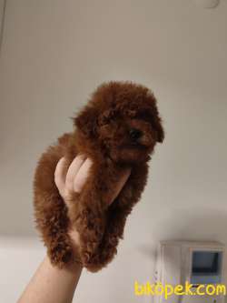 Ev Doğumu Toy Poodle Bebekler 3