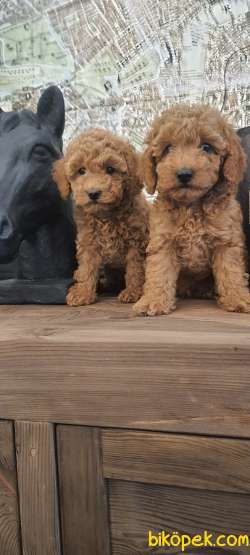 Ev Ortaminda Anne Altindan Toy Poodle Bebekler:) 3