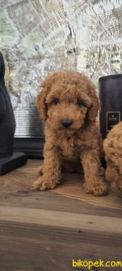 Ev Ortaminda Anne Altindan Toy Poodle Bebekler:) 4