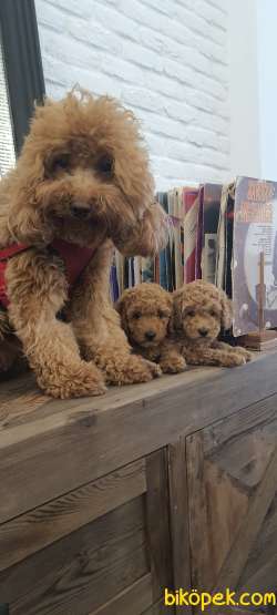 Ev Ortaminda Anne Altindan Toy Poodle Bebekler:) 2
