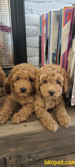 Ev Ortaminda Anne Altindan Toy Poodle Bebekler:) 1